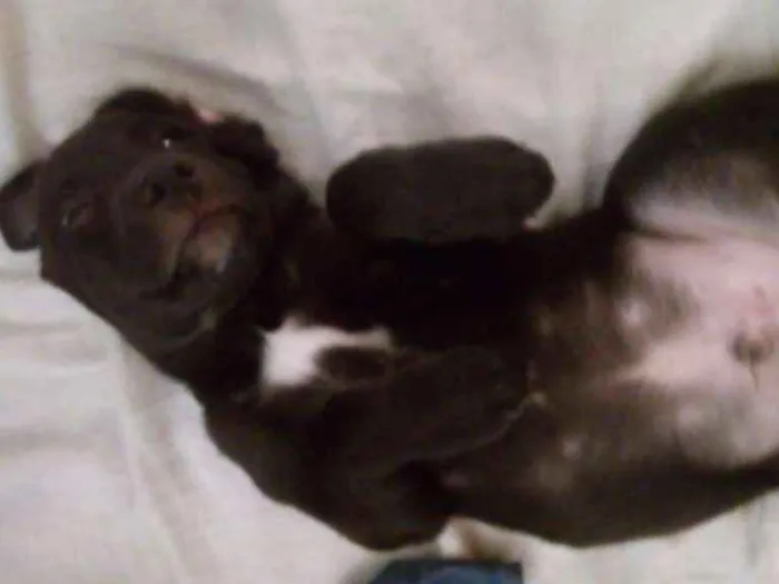 Cachorro ra a Labrador idade Abaixo de 2 meses nome Negão e Negona