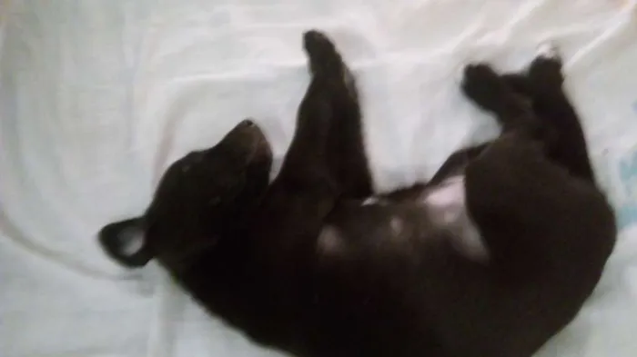 Cachorro ra a Labrador idade Abaixo de 2 meses nome Negão e Negona