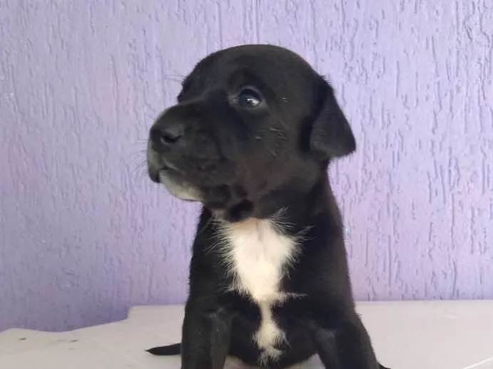 Cachorro ra a Misturada idade 2 a 6 meses nome 3 filhotinhas