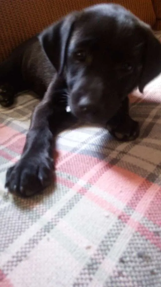 Cachorro ra a Labrador idade Abaixo de 2 meses nome Negão e Negona