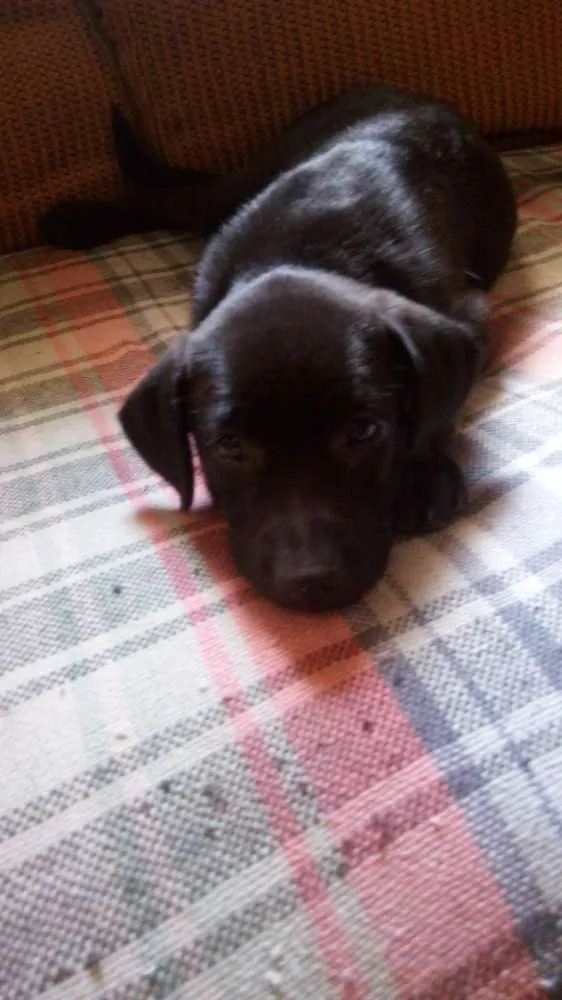 Cachorro ra a Labrador idade Abaixo de 2 meses nome Negão e Negona