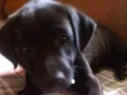 Cachorro raça Labrador idade Abaixo de 2 meses nome Negão e Negona