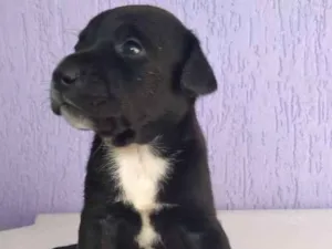 Cachorro raça Misturada idade 2 a 6 meses nome 3 filhotinhas