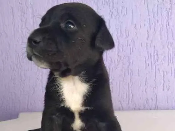 Cachorro ra a Misturada idade 2 a 6 meses nome 3 filhotinhas