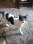 Maia