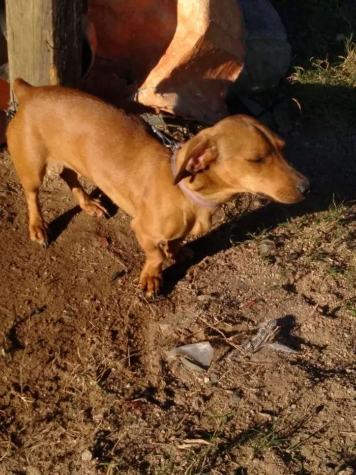 Cachorro ra a Linguiça  idade 1 ano nome Não sei