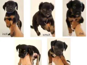 Cachorro raça SRD idade Abaixo de 2 meses nome 5 filhotes