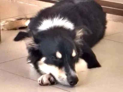 Cachorro raça Border Colie idade 1 ano nome Romarinho GRATIFICA