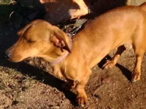 Cachorro raça Linguiça  idade 1 ano nome Não sei
