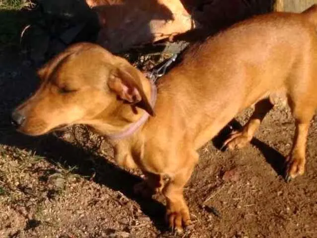 Cachorro ra a Linguiça  idade 1 ano nome Não sei