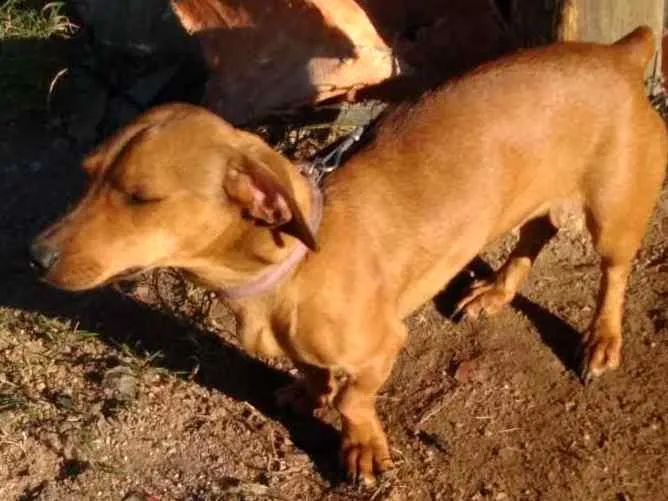 Cachorro ra a Linguiça  idade 1 ano nome Não sei