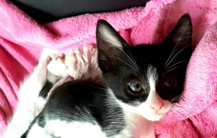Gato ra a  idade 2 a 6 meses nome Fihotes Eliana
