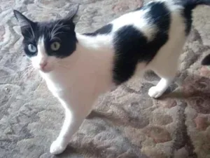 Gato raça Rnd idade 1 ano nome Maia
