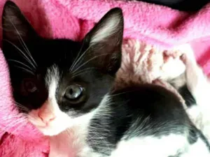 Gato raça  idade 2 a 6 meses nome Fihotes Eliana