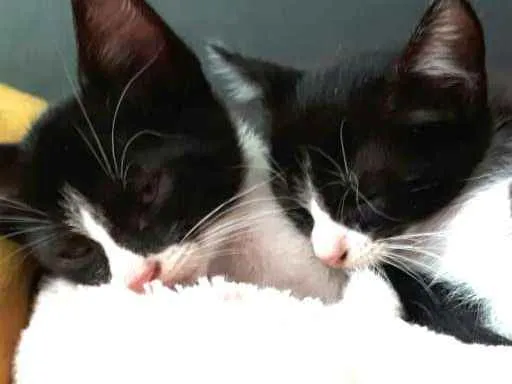 Gato ra a  idade 2 a 6 meses nome Fihotes Eliana