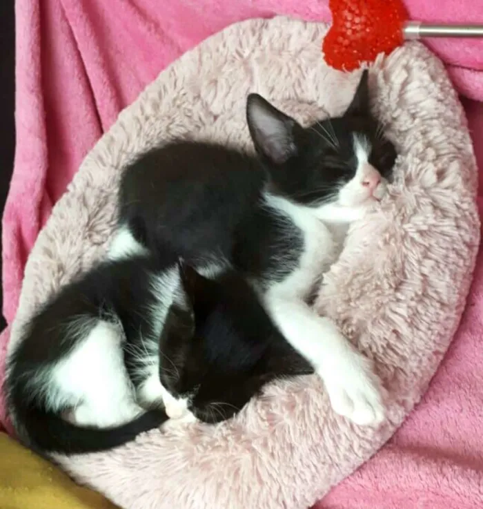 Gato ra a  idade 2 a 6 meses nome Fihotes Eliana