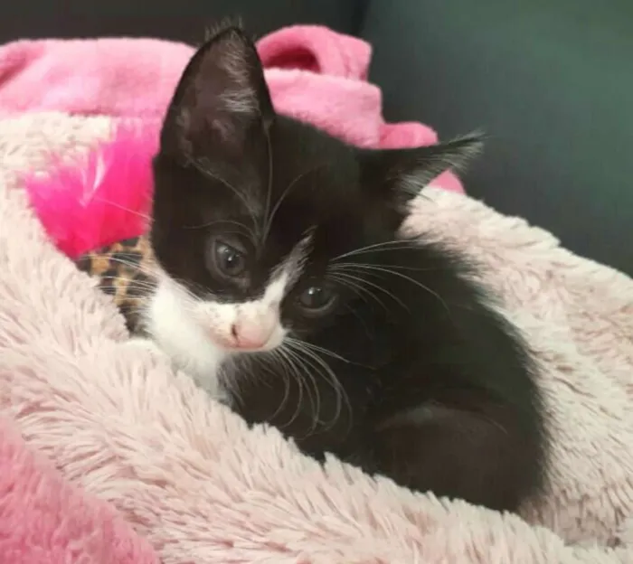 Gato ra a  idade 2 a 6 meses nome Fihotes Eliana