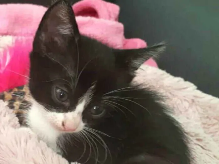 Gato ra a  idade 2 a 6 meses nome Fihotes Eliana