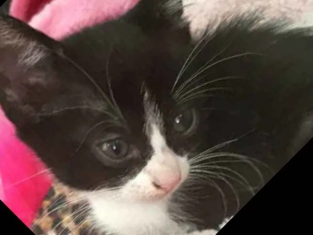 Gato ra a  idade 2 a 6 meses nome Fihotes Eliana