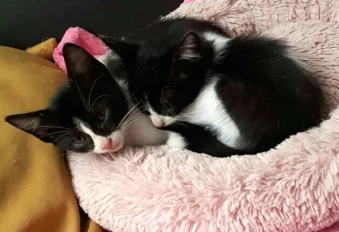 Gato ra a  idade 2 a 6 meses nome Fihotes Eliana