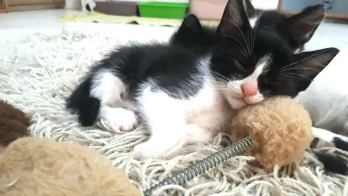 Gato ra a  idade 2 a 6 meses nome Fihotes Eliana