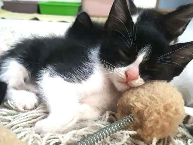 Gato ra a  idade 2 a 6 meses nome Fihotes Eliana