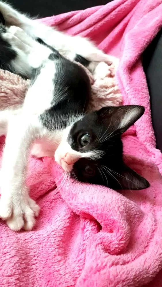 Gato ra a  idade 2 a 6 meses nome Fihotes Eliana