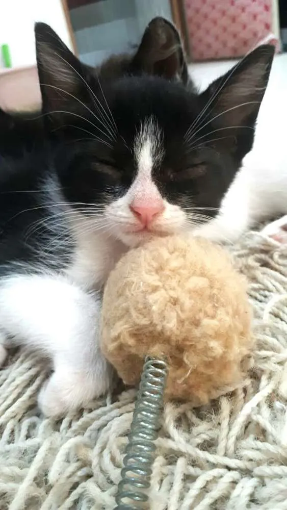 Gato ra a  idade 2 a 6 meses nome Fihotes Eliana