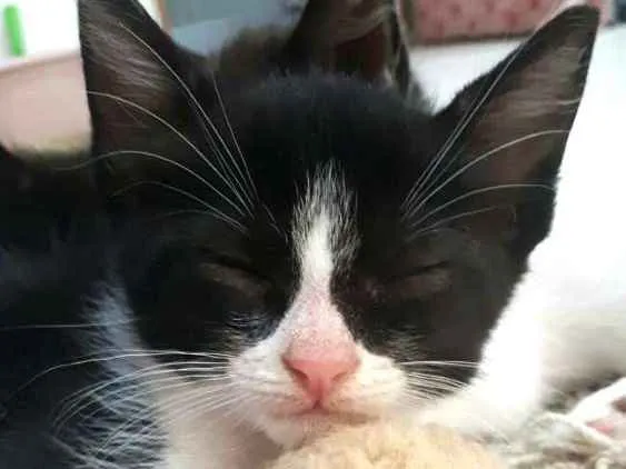Gato ra a  idade 2 a 6 meses nome Fihotes Eliana