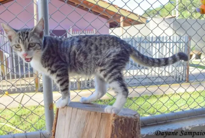 Gato ra a srd idade 2 a 6 meses nome Otto