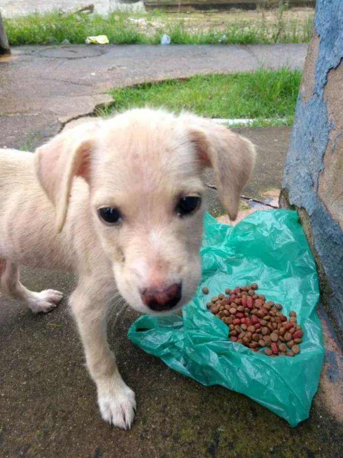 Cachorro raça SRD idade 2 a 6 meses nome (Sem nome)