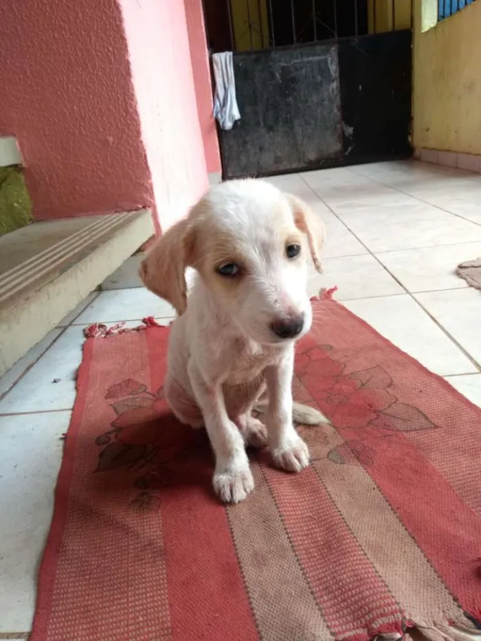 Cachorro raça SRD idade 2 a 6 meses nome (Sem nome)