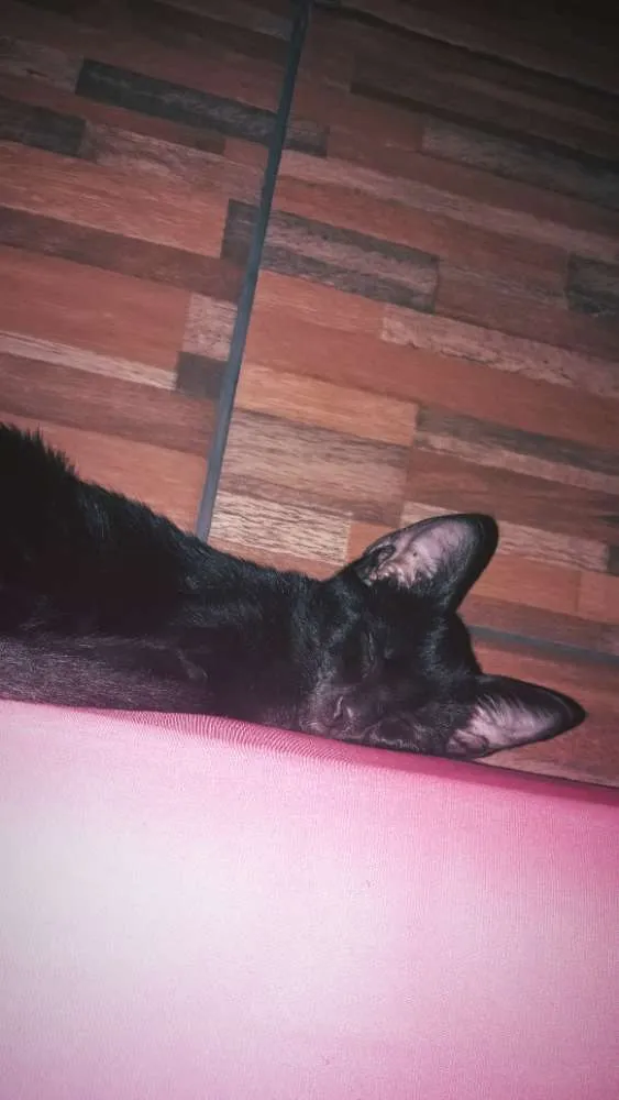 Gato raça Bombaim idade 2 a 6 meses nome Meggie