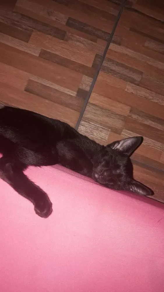 Gato raça Bombaim idade 2 a 6 meses nome Meggie