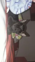 Meggie