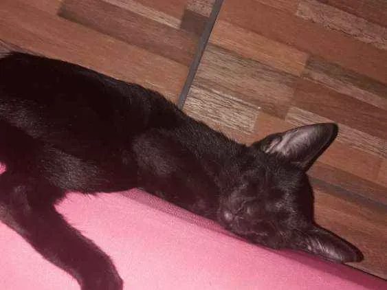 Gato raça Bombaim idade 2 a 6 meses nome Meggie