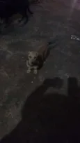 dogs
