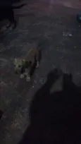 dogs