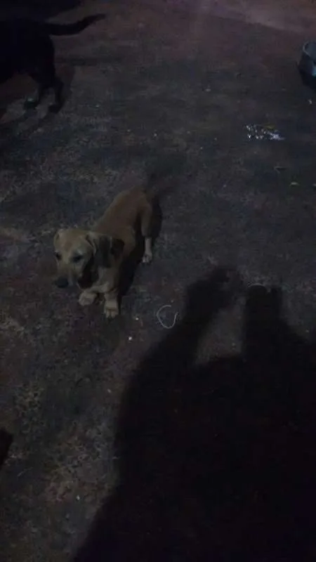 Cachorro ra a sem raça definida idade 2 a 6 meses nome dogs