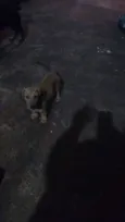 dogs
