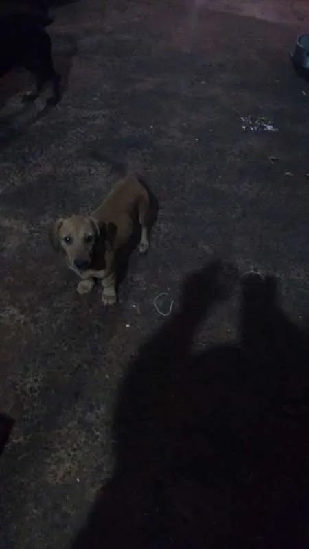 Cachorro ra a sem raça definida idade 2 a 6 meses nome dogs