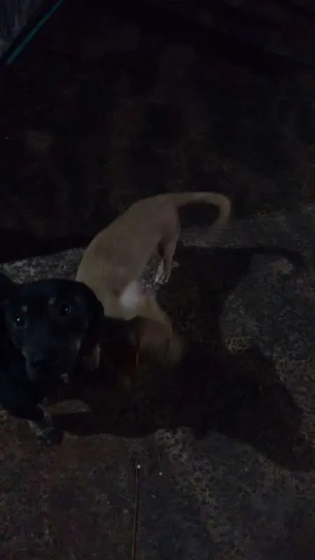 Cachorro ra a sem raça definida idade 2 a 6 meses nome dogs