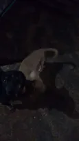 dogs