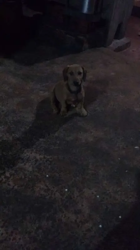 Cachorro ra a sem raça definida idade 2 a 6 meses nome dogs