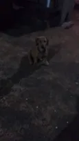 dogs