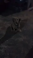 dogs