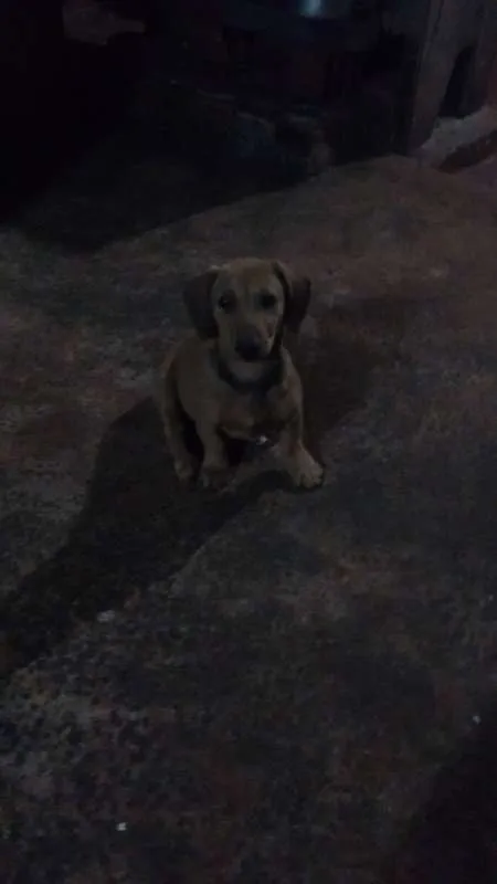 Cachorro ra a sem raça definida idade 2 a 6 meses nome dogs
