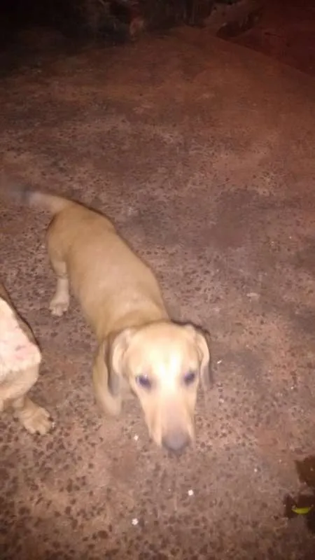 Cachorro ra a sem raça definida idade 2 a 6 meses nome dogs