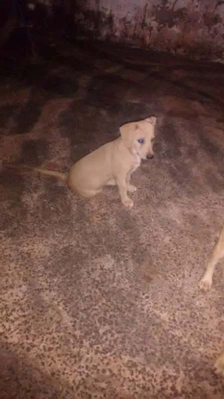 Cachorro ra a sem raça definida idade 2 a 6 meses nome dogs