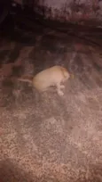 dogs